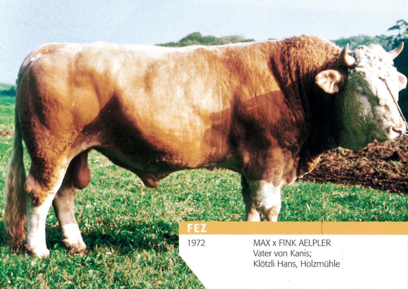 Der Stier Fez war mit 55 98 punktiert und hinterliess gute Söhne. Sein berühmtester Nachkomme war sicher der Stier Kanis. Kanis war ein bekannter Kuh- und Stiermacher. (Bild KB-Verband)