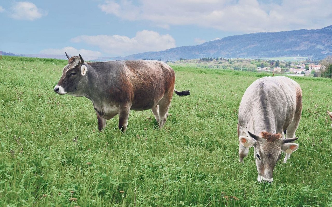 Rinder und Ziegen, die auf den Weiden grasen, gehören Landwirten in der Nachbarschaft.