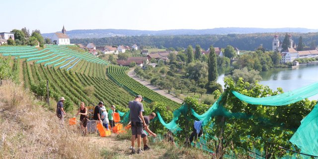 Über Wochen kaum Niederschläge und sehr warm: Die diesjährige Weinlese der Solaris-Trauben ist in Rheinau im Zürcher Weinland bereits am 21. August gestartet. Die Qualität der gelesenen Trauben ist mit über 100 Oechsle vielversprechend.	(Bild: Roland Müller)
