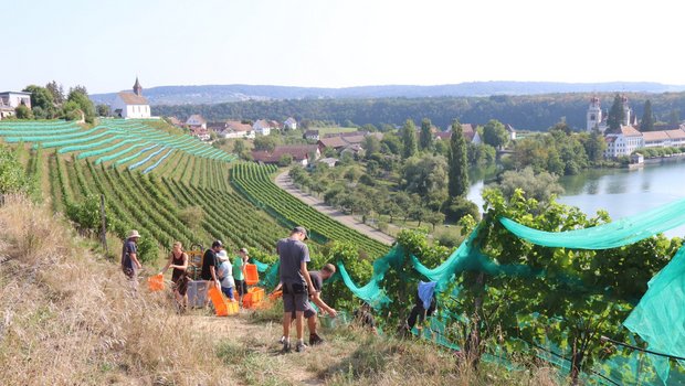 Über Wochen kaum Niederschläge und sehr warm: Die diesjährige Weinlese der Solaris-Trauben ist in Rheinau im Zürcher Weinland bereits am 21. August gestartet. Die Qualität der gelesenen Trauben ist mit über 100 Oechsle vielversprechend. (Bild: Roland Müller)