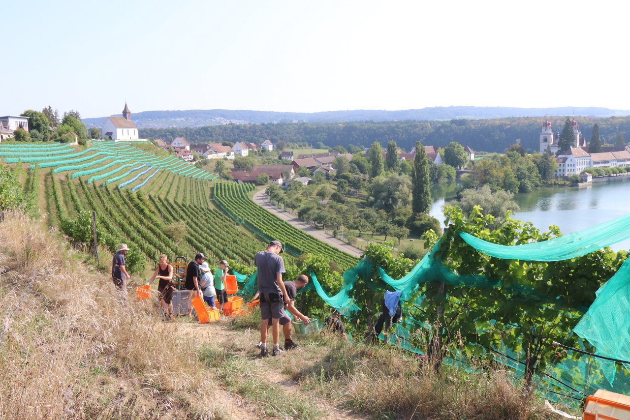 Über Wochen kaum Niederschläge und sehr warm: Die diesjährige Weinlese der Solaris-Trauben ist in Rheinau im Zürcher Weinland bereits am 21. August gestartet. Die Qualität der gelesenen Trauben ist mit über 100 Oechsle vielversprechend. (Bild: Roland Müller)