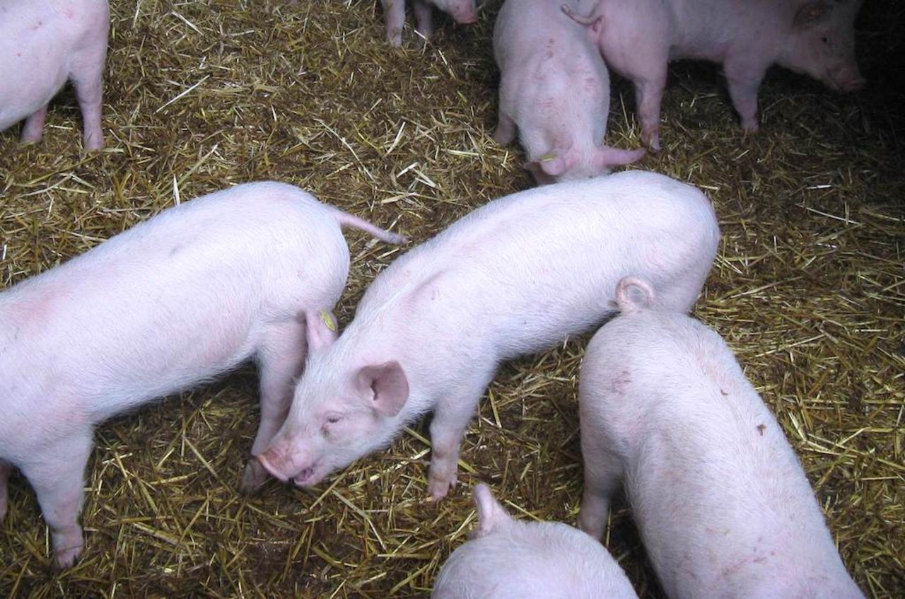 Schweine können wegen Wurmbefall husten. Bild: Suisag