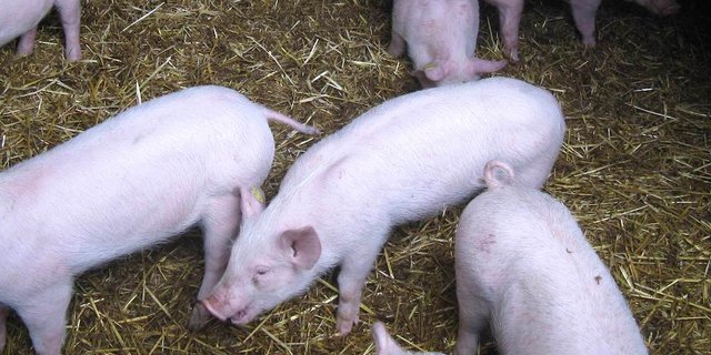 Schweine können wegen Wurmbefall husten. Bild: Suisag
