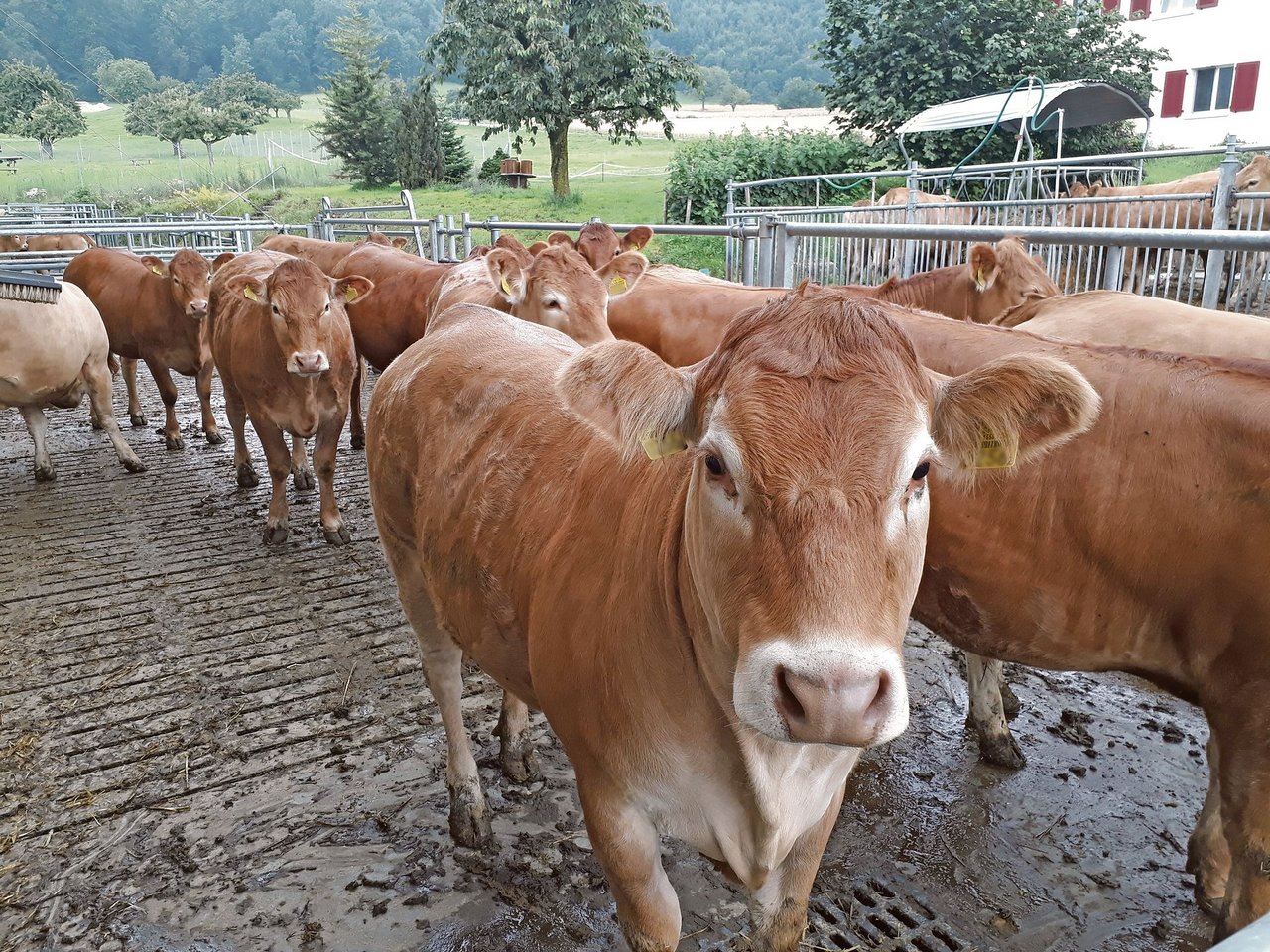 Die Rinder und Ochsen auf dem Betrieb Gschwind werden ausgemästet, bis sie das erforderliche Schlachtgewicht für Weide-Beef oder den IP-Suisse-Kanal erreicht haben. (Bild bma)