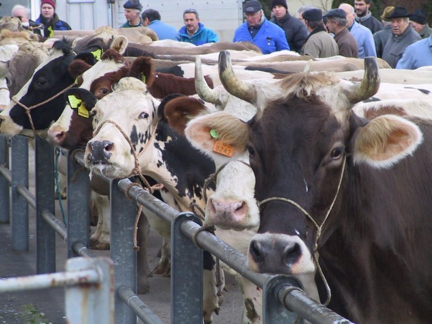 Michel Roulin hofft, dass bald wieder überwachte Schlachtviehmärkte durchgeführt werden können, damit die Situation wieder übersichtlicher wird. (Bild BauZ)