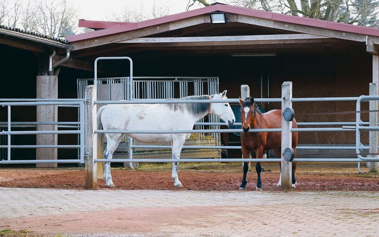 In Chantal Müllers Aktivstall leben die Pferde permanent in der Gruppe, das Haltungssystem animiert zu Bewegung.