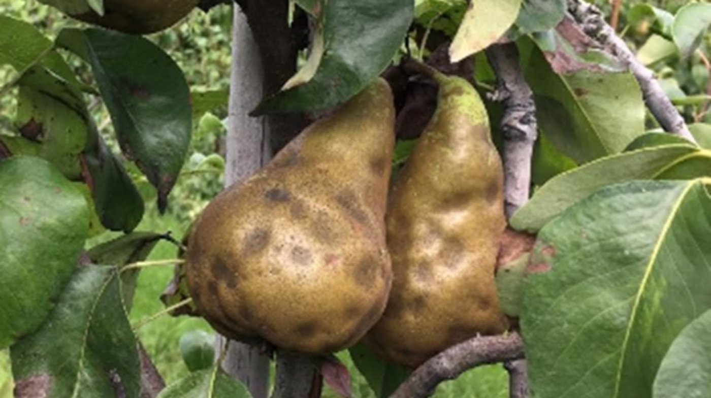 Im Obstbau befallen Baumwanzen vor allem Pfirsiche, Nektarinen und Birnen. (Bild Strickhof)