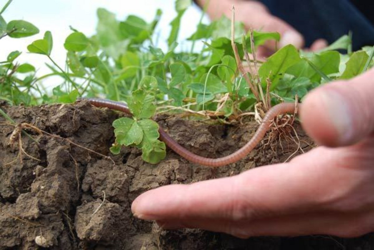 Regenwürmer sind in Schweizer Böden gern gesehene Gäste. (Bild bio-ackerbautag.ch)