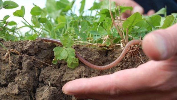 Regenwürmer sind in Schweizer Böden gern gesehene Gäste. (Bild bio-ackerbautag.ch)