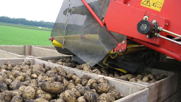 Im ersten Quartal wurden vergleichsweise viele Kartoffeln importiert. (Bild BauZ)