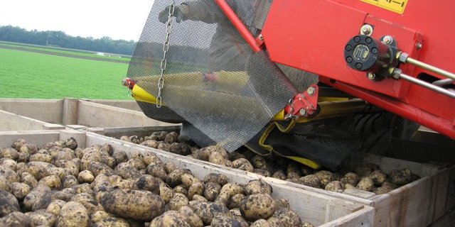 Im ersten Quartal wurden vergleichsweise viele Kartoffeln importiert. (Bild BauZ)