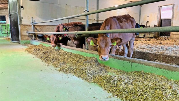 Wo früher die Läger Wo früher die Läger der Milchkühe waren, finden sich nun zwei Tiefstreubuchten für die Kälber. Zusätzlich wurde eine Lüftung installiert, deren Abluft am Futtertisch abgeführt wird.