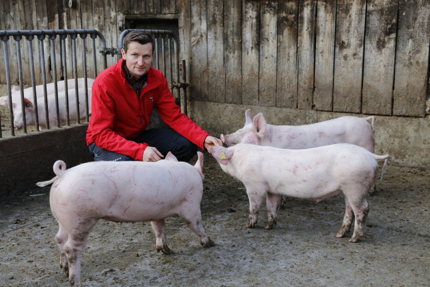 Rund 60 Mastschweine hält Thomas Portmann. 