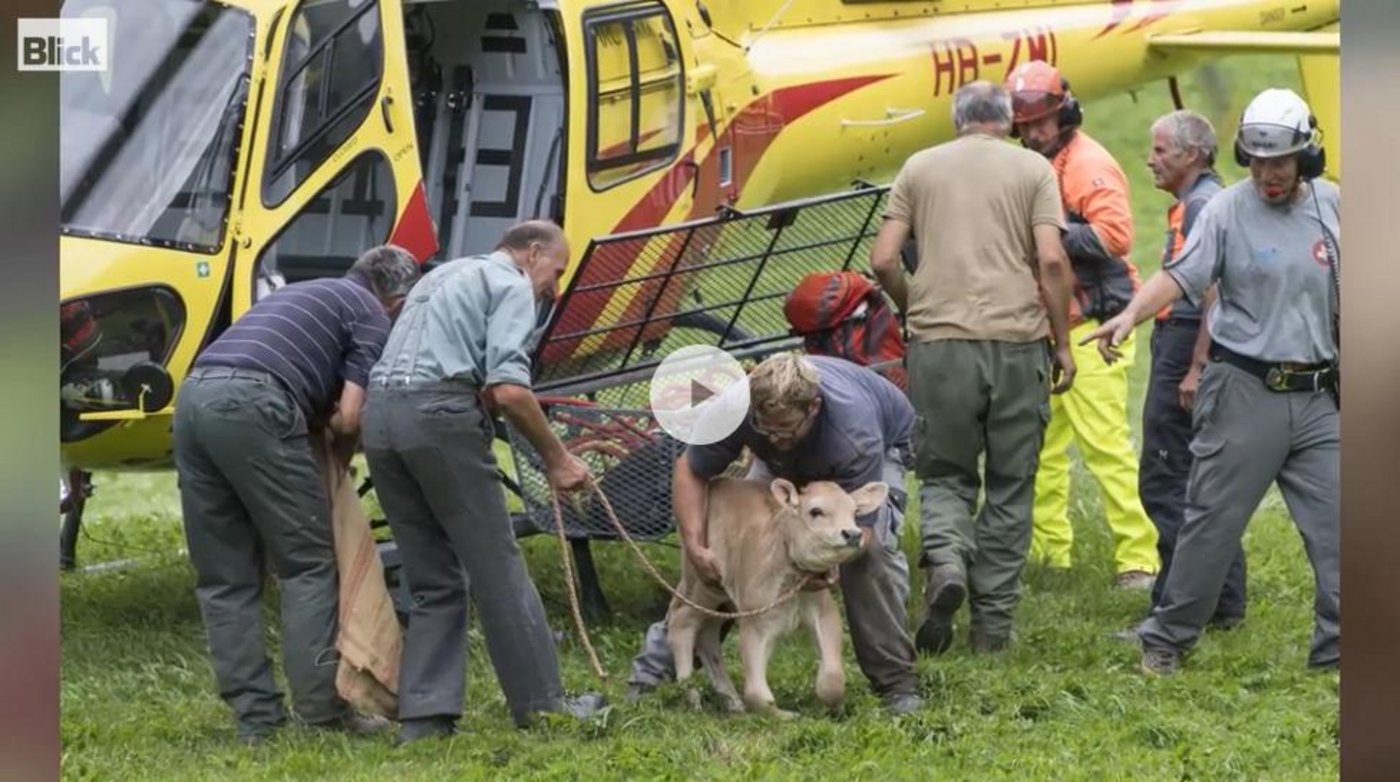 Die Kühe von Ganzoni konnten rechtzeitig von dem Bergsturz flüchten. (Screenshot Blick.ch)