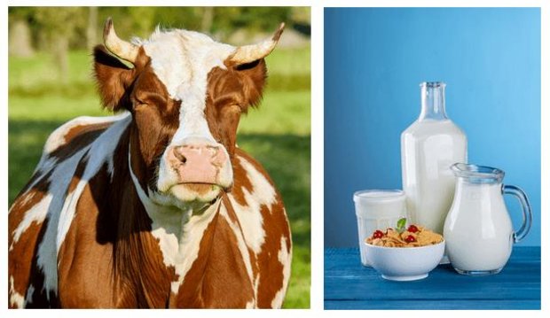 Für die Milchproduzenten scheint sich der Protest gelohnt zu haben. (Bild Pixabay/jsc)