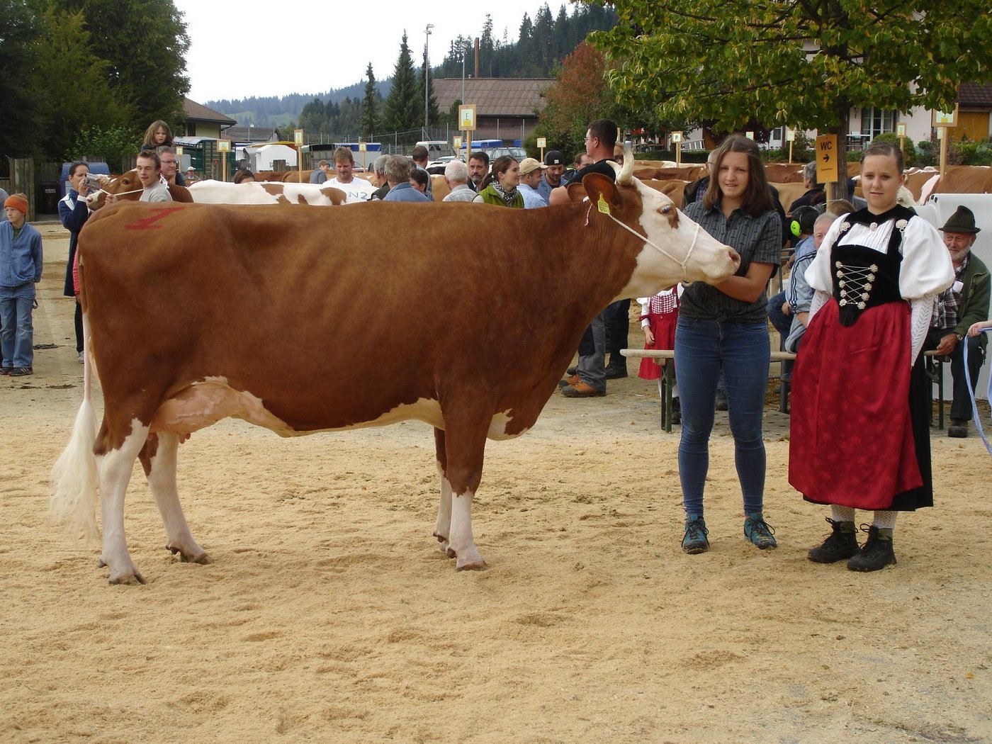 Miss Swiss Fleckvieh: Vinos Virginia von Walter Schnider, Flühli. (Bilder Urs Lötscher)
