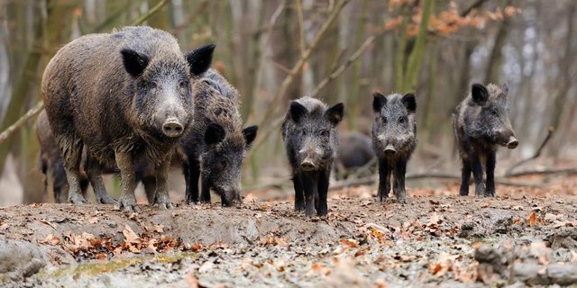  Wildschweine tragen nachweislich zur Verbreitung der Afrikanischen Schweinepest in Europa bei. (Bild Volodymyr Burdyak)