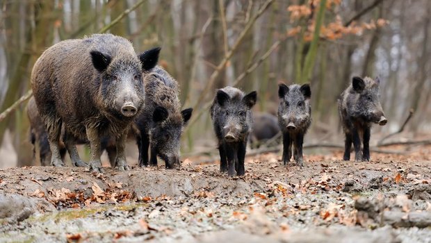  Wildschweine tragen nachweislich zur Verbreitung der Afrikanischen Schweinepest in Europa bei. (Bild Volodymyr Burdyak)