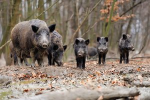 Afrikanische Schweinepest: Kanton Thurgau führt Beprobung toter Wildschweine ein Wildschweine tragen nachweislich zur Verbreitung der Afrikanischen Schweinepest in Europa bei. (Bild Volodymyr Burdyak)