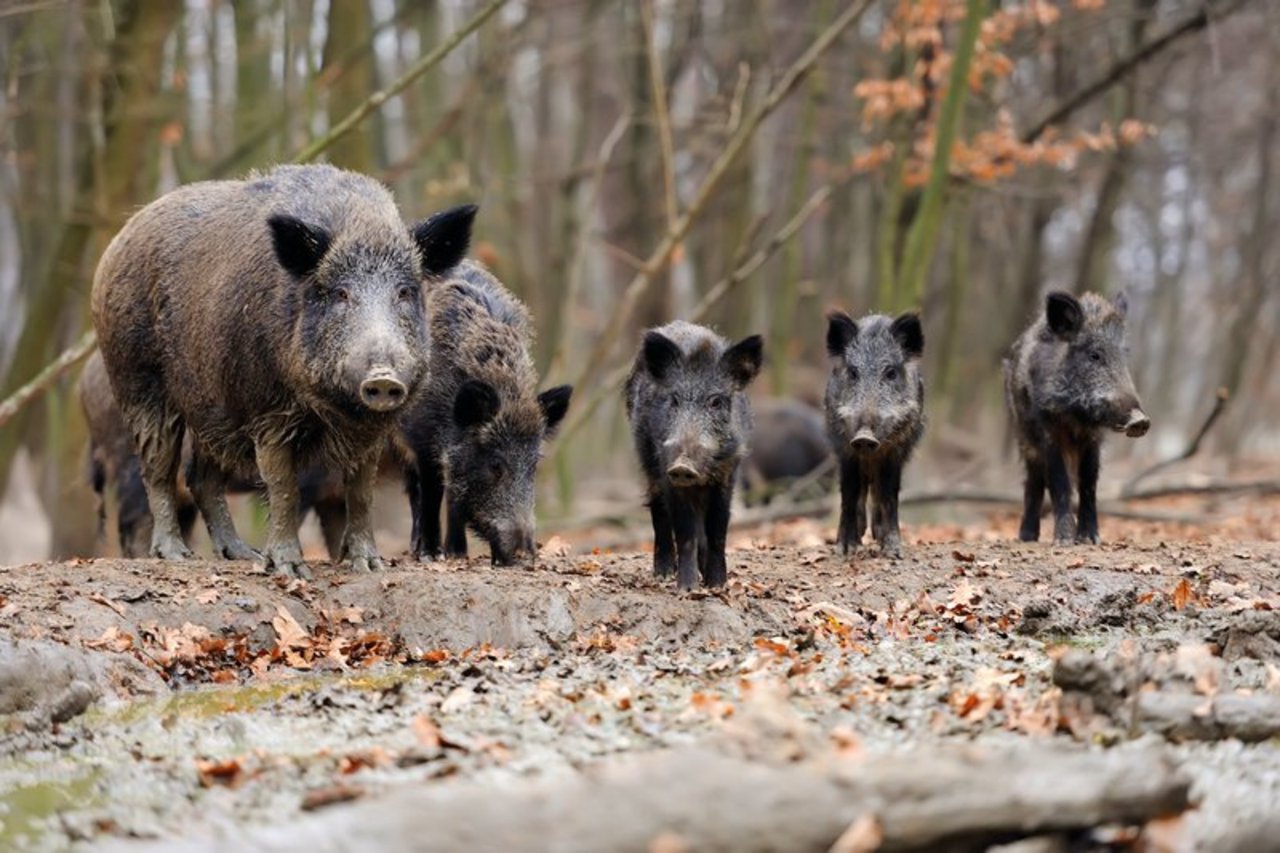  Wildschweine tragen nachweislich zur Verbreitung der Afrikanischen Schweinepest in Europa bei. (Bild Volodymyr Burdyak)
