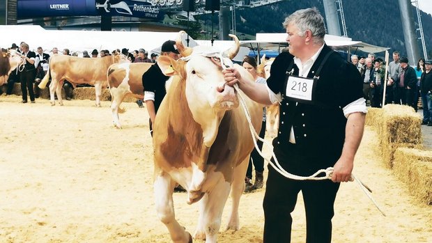 Mittags brachten die Mittags brachten die Züchter ihre Natursprungstiere in den Ring und zeigten eindrücklich, mit welcher Leidenschaft in der Region die Viehzucht gepflegt wird.