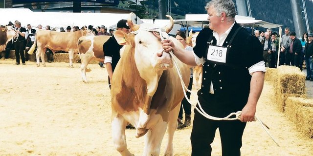 Mittags brachten die Züchter ihre Natursprungstiere in den Ring und zeigten eindrücklich, mit welcher Leidenschaft in der Region die Viehzucht gepflegt wird.