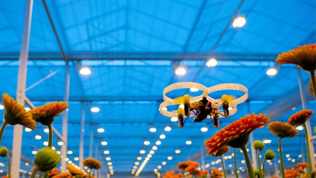 Die Mini-Drohne des niederländischen Start-ups "Pats" jagt Flugschädlinge und tötet sie mit ihren Propellern innerhalb einer Sekunde. (Bild Pats)