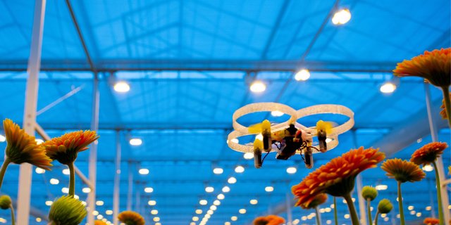 Die Mini-Drohne des niederländischen Start-ups "Pats" jagt Flugschädlinge und tötet sie mit ihren Propellern innerhalb einer Sekunde. (Bild Pats)