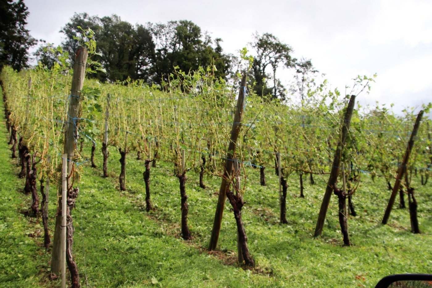 An den Reben hat der Hagel teilweise fast alles Laub abgeschlagen und die Trauben massiv geschädigt.