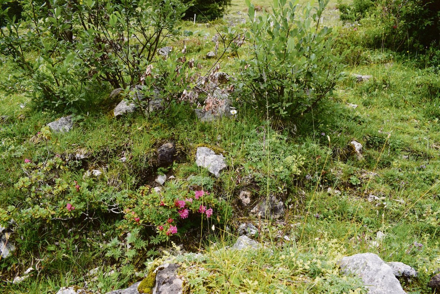 Artenvielfalt auf Alpweiden ist kein Zufall, sondern das Resultat angepasster Beweidung. Und es ist wichtig, dass aufkommende Gebüsche zurückgedrängt werden, damit sie nicht überhand nehmen. (Bilder BauernZeitung/Daniela Joder)