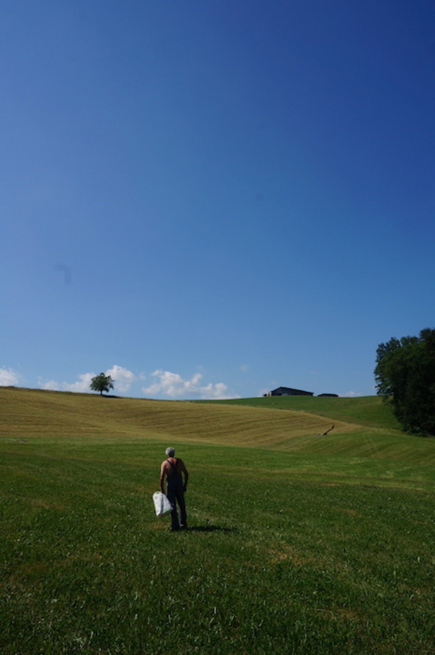 Auf dem Foto fast nicht zu erkennen: Der Milan hat seine Beute im Schnabel und fliegt wieder davon.