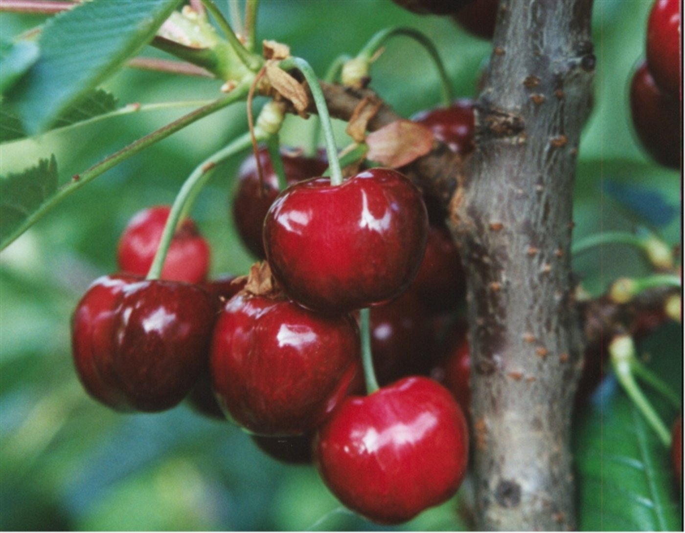 Im Herbst wurde ein mehrjähriges Förderungsprogramm für Baselbieter Spezialkulturen lanciert. (Bild BauZ)