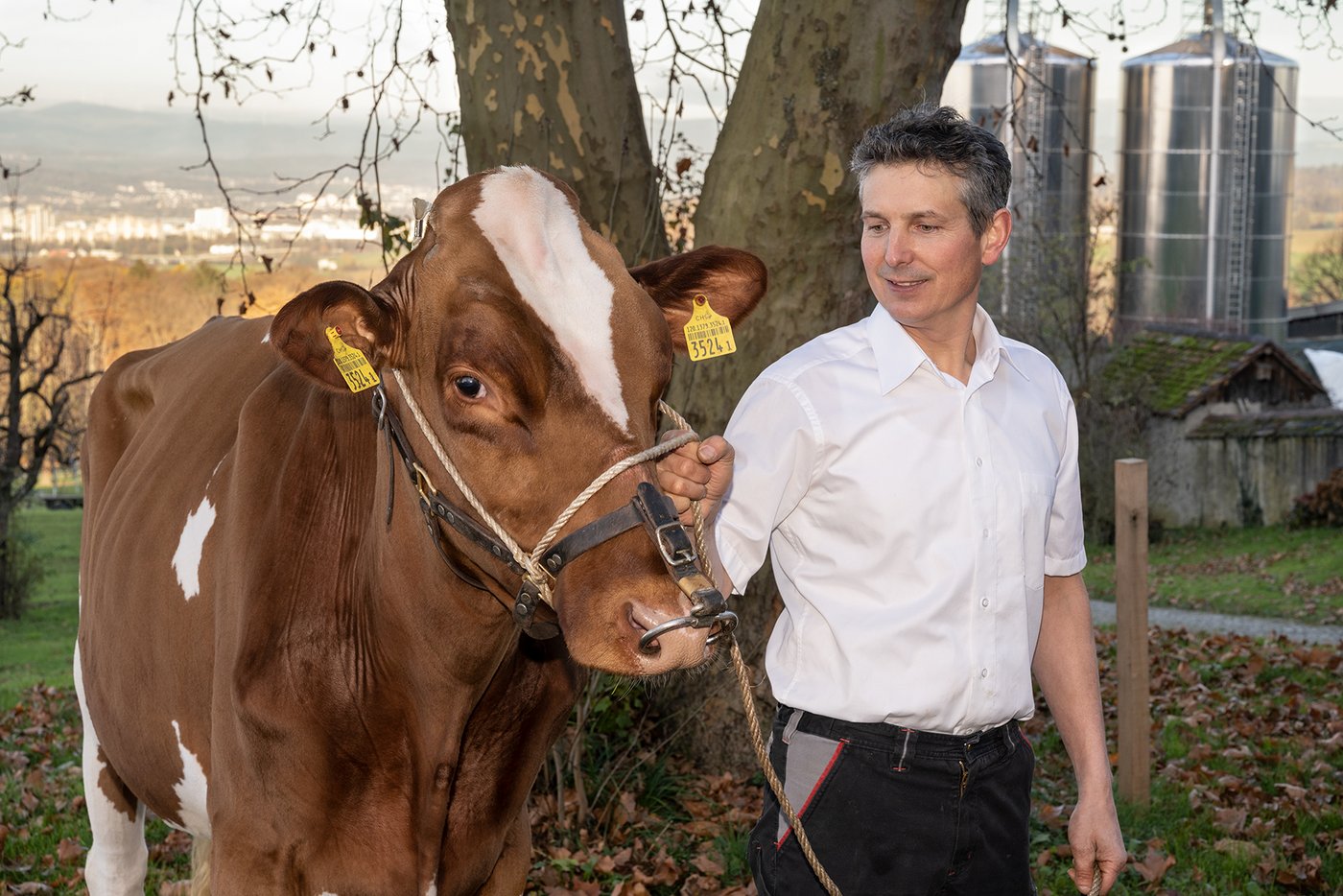 Der Siegermuni fürs Esaf 2022 kommt aus dem Stall von Jürg Degen. (Bild Barbara Sorg, Esaf Pratteln im Baselbiet)