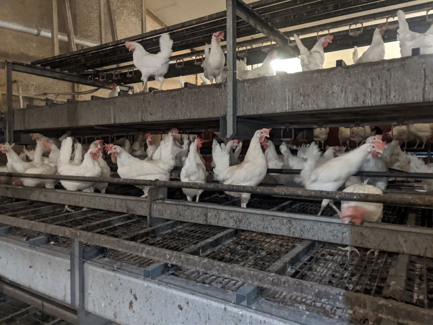 Aus Sicht von 1Individuum passt die Haltung im besetzten Betrieb in Eptingen nicht zu dem Bild, das durch Werbung von der Labelproduktion vermittelt wird.  