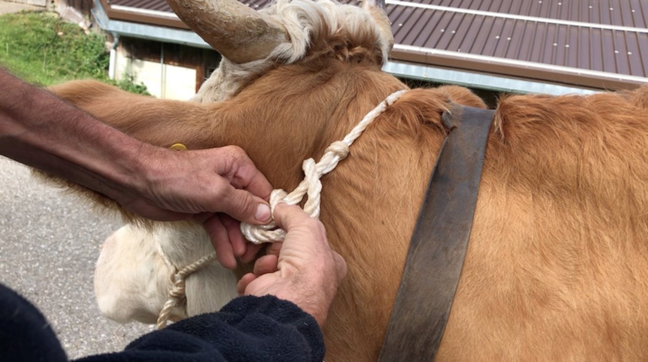 Weil viele Kühe keine Hörner mehr haben, löste das Halfter das Hornseil ab. Auch zum Halfter schliessen ist ein Knopf nötig.