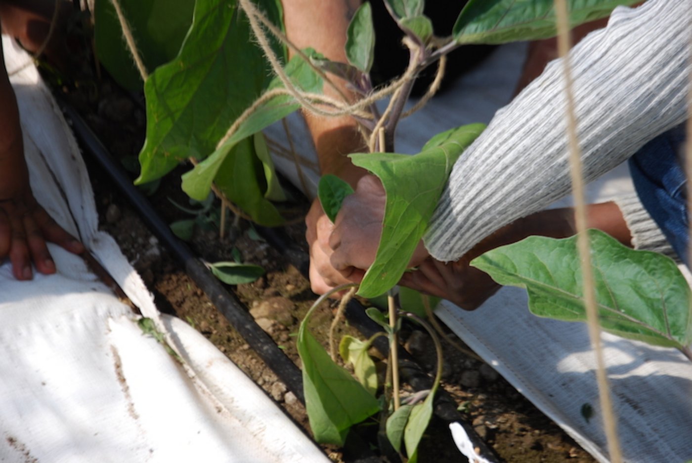 Die Anstellung von Flüchtlingen ist eine Win-Win Situation. Die Landwirtschaft bekommt Arbeitskräfte und die Flüchtlinge erhalten die Möglichkeit in die Arbeitswelt einzusteigen.