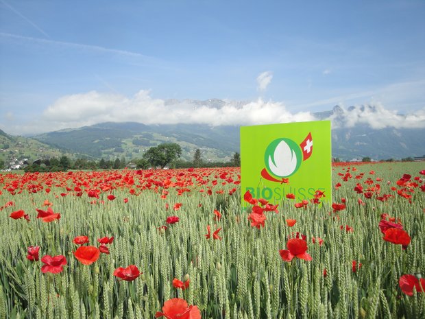 Für 2020 schätzt Bio Suisse einen Anstieg der Bioackerflächen auf insgesamt 25’922 Hektaren. Allerdings ist der Bio-Markt für gewisse Kulturen bereits gesättigt. (Bild Bio Suisse)