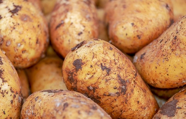 Die Ernte der Kartoffeln sei dieses Jahr gut und die Qualität ansprechend, so Swisspatat. (Bild Pixabay)