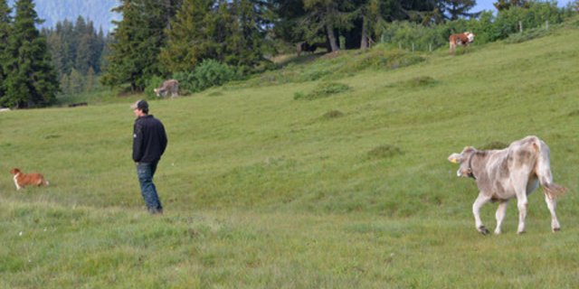 Die Standardarbeitskraft wirft bei den Landwirten immer wieder Fragen auf. (Bild BauZ)