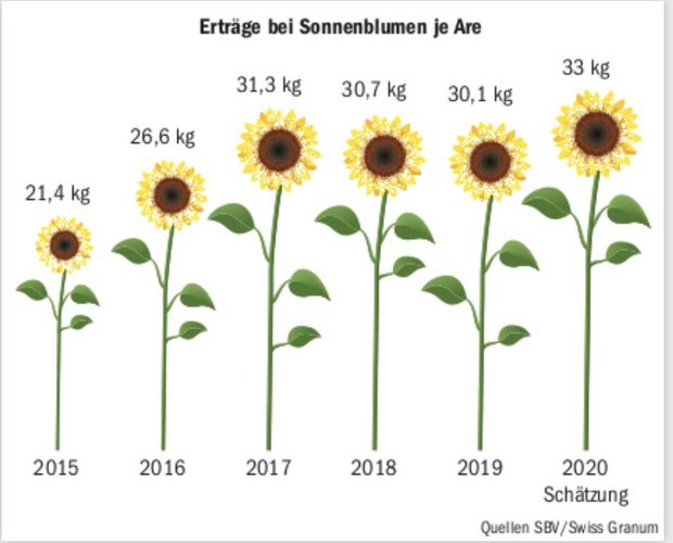 Die Erträge 2020 bei den Sonnenblumen liegen mit geschätzten 33 Kilo je Are (Umfrage BauZ) über den Vorjahren. (Grafik BauZ)