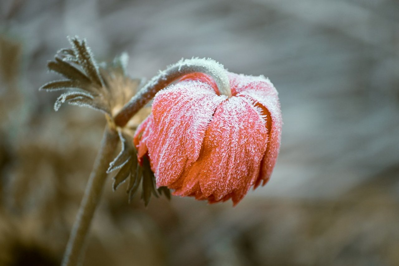 Gemäss Meteonews und MeteoGroup war heute der kälteste Morgen des Jahres. (Bild Pixabay) 