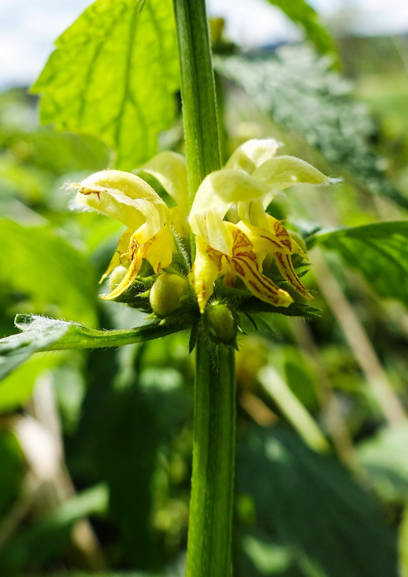 Die Blüten der Taubnessel, ein Wunderwerk der Natur. (Bild er)