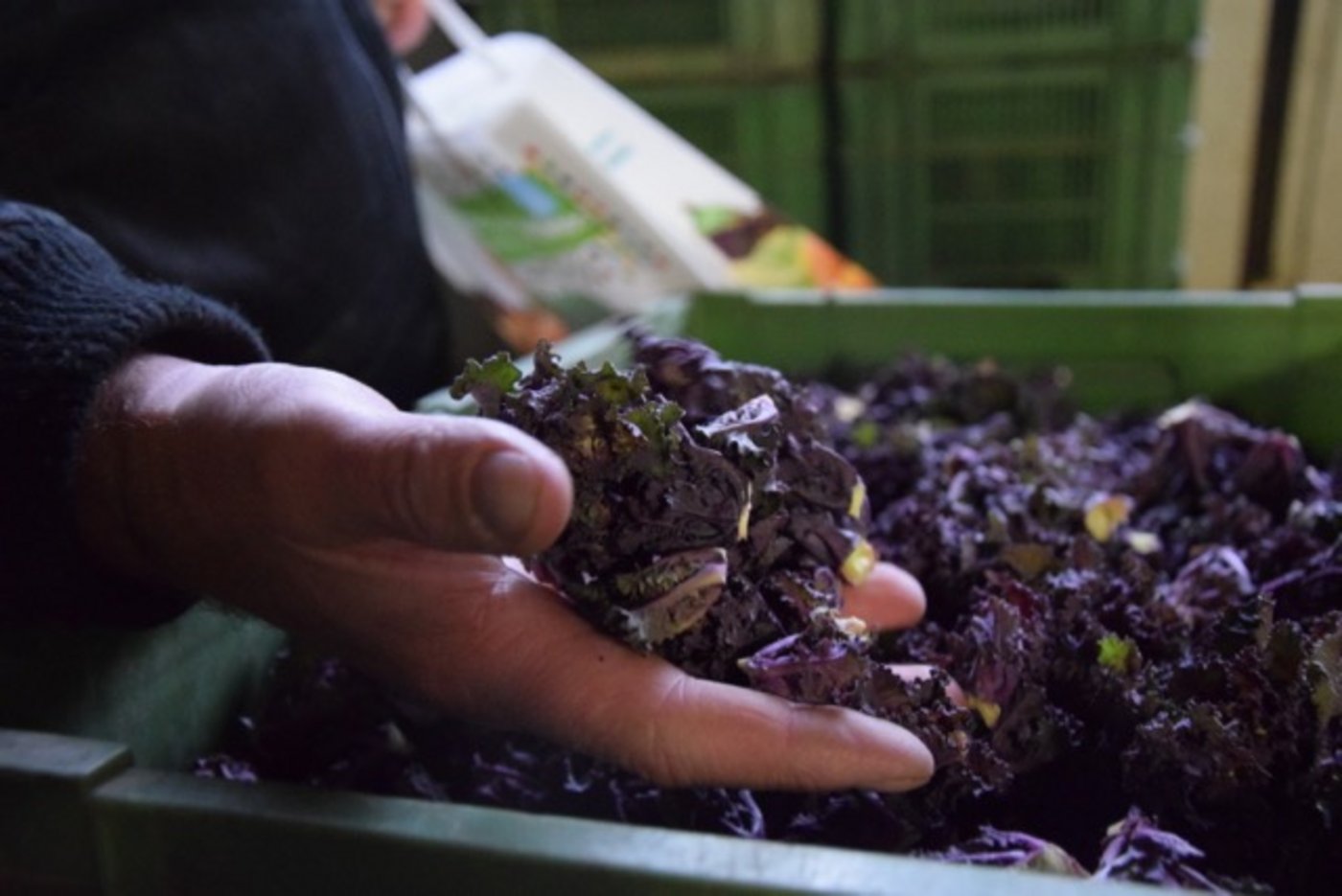 So sieht der geerntete Flower Sprout aus: Die Ernte läuft noch bis März. (Bild Jeanne Woodtli)