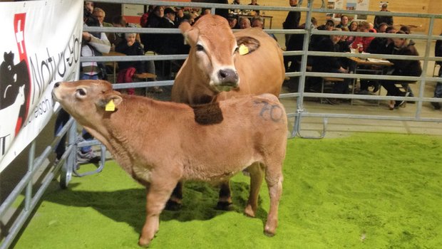 Limousin Kuh mit Kalb, die teuerste der Rasse, vom Betreib Martin-Meylan. (Bild zVg)