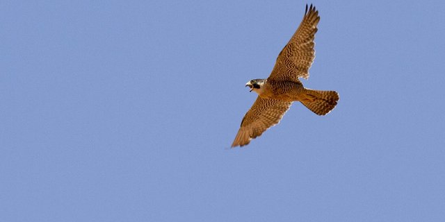 In der Schweiz leben die meisten Wanderfalken im Mittelland und Jura. (Bild pd)