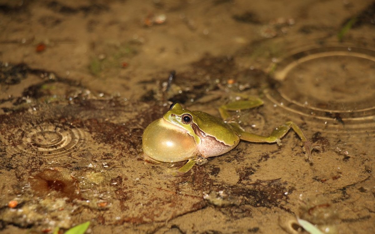 In lauen, regnerischen Nächten sind Laubfrösche besonders aktiv. Hier ein Männchen mit Schallblase im Laichgewässer. 
