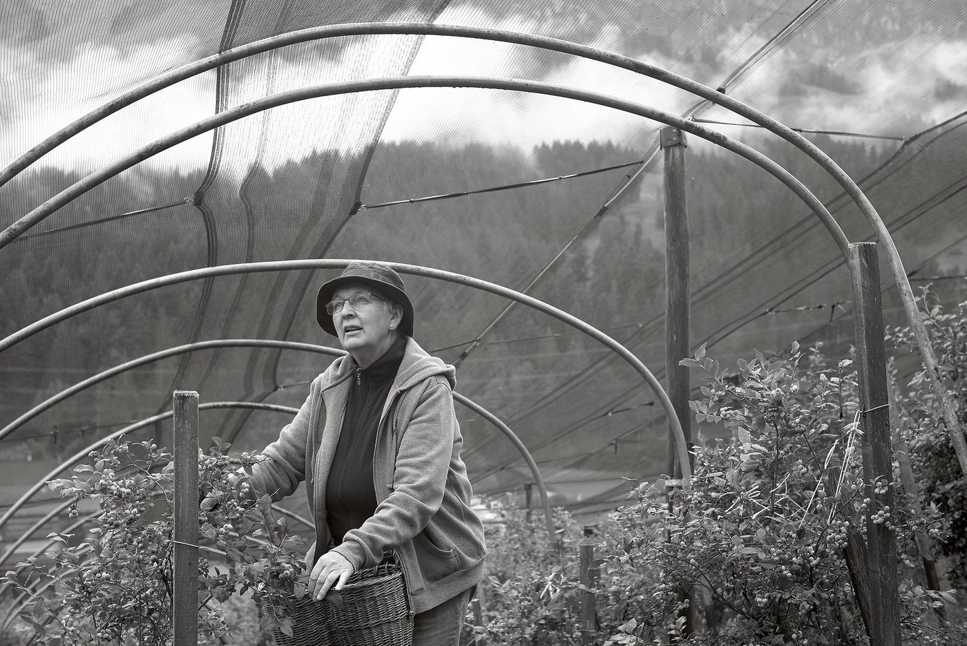 Maria mit ihren geliebten Heubeeri-Büschen und den Wäldern des Hohgants im Hintergrund.(Bild Pinaki)