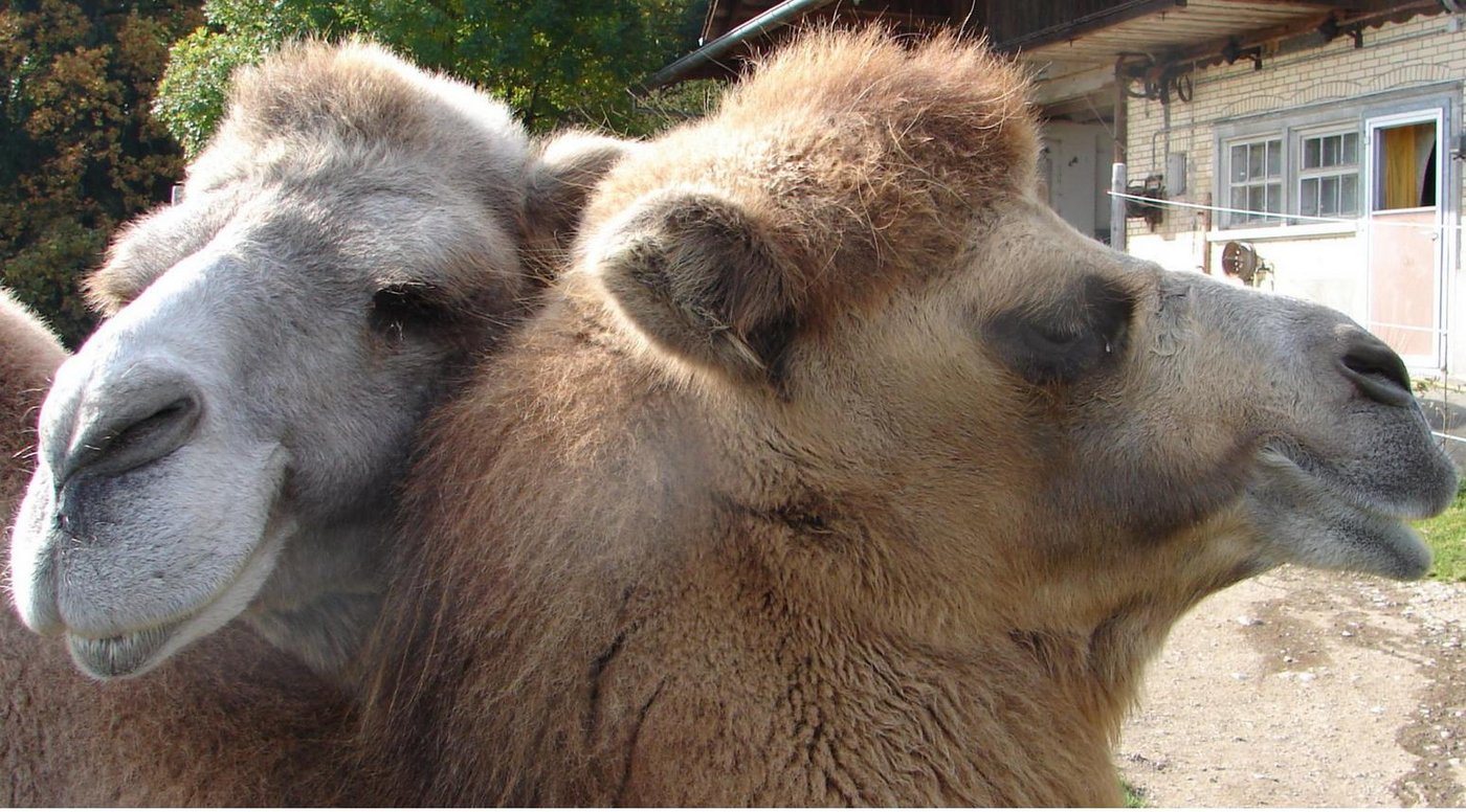 10 Kamele, dazu Lamas und Dromedars tummeln sich au dem Kamellhof im Thurgau. (Bild kamel-kompetenzzentrum.ch)