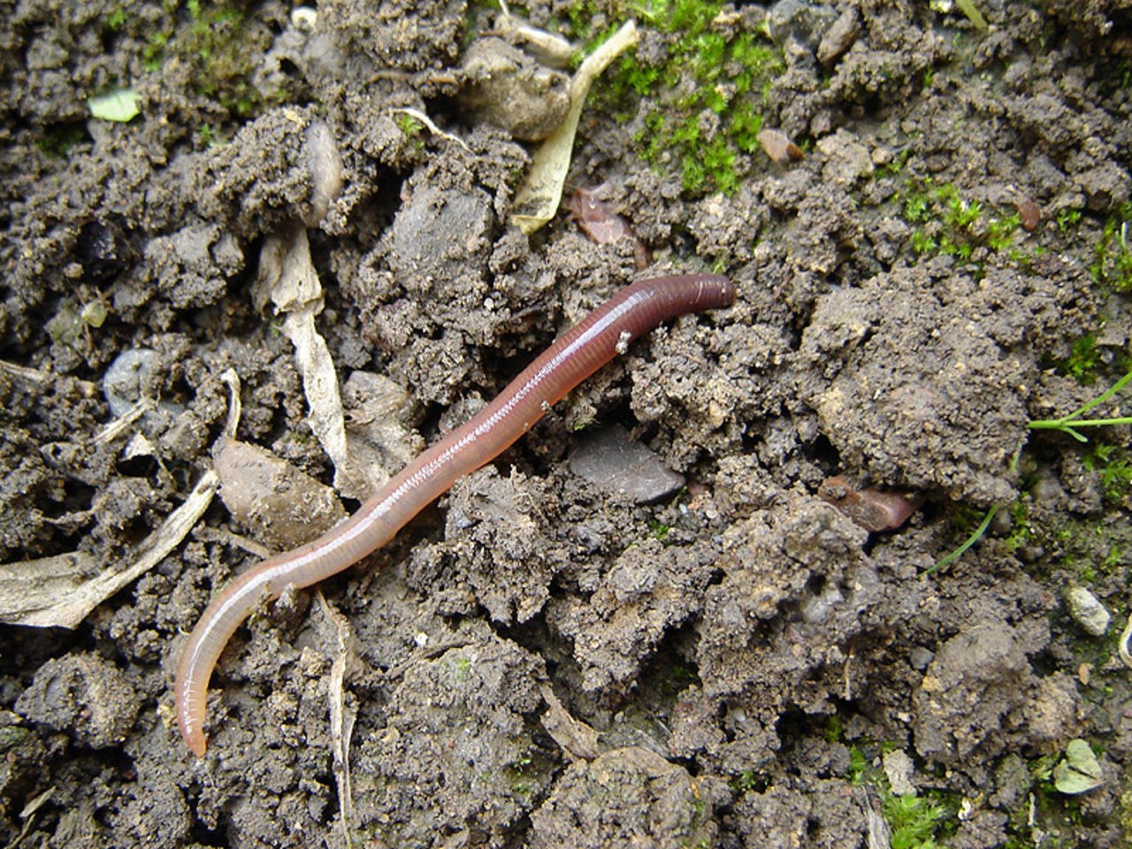 Regenwürmer knirschen, wenn sie sich durch den Boden graben. (Bild Dodo-Bird)