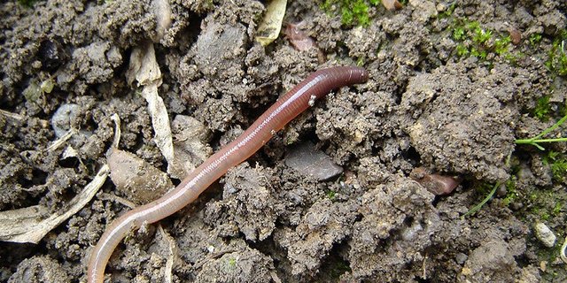 Regenwürmer knirschen, wenn sie sich durch den Boden graben. (Bild Dodo-Bird)